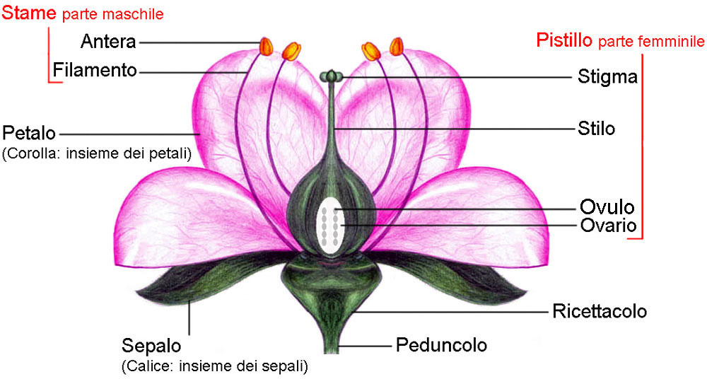 Disegno della struttura del fiore