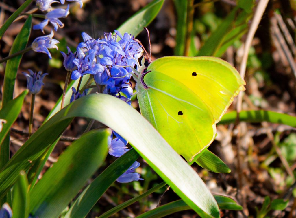 farfalla di colore verde giallo posata su un fiore di colore viola.
