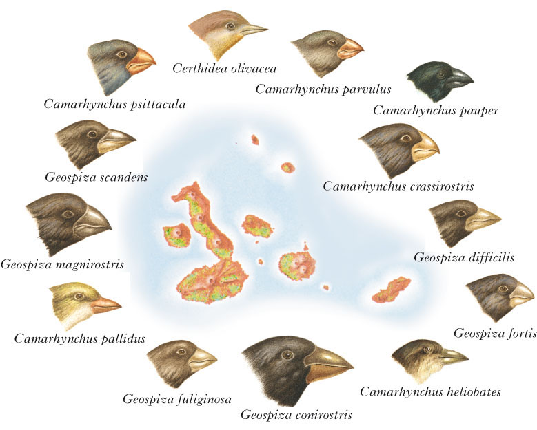 testa e becco delle specie di fringuelli ritrovate nelle isole Galapagos con i nomi scientifici