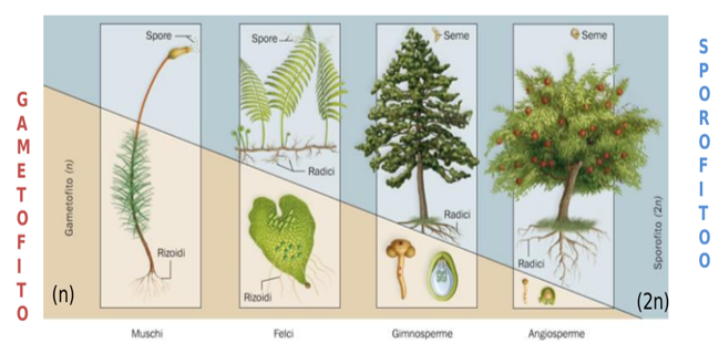  alternanza di generazioni (aploide/diploide) nell’evoluzione delle piante